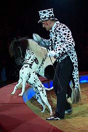 Mr. Dalmatin erfreut in der Manege (Foto: Martin Schmitz)